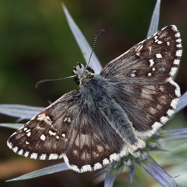 Pyrgus armoricanus