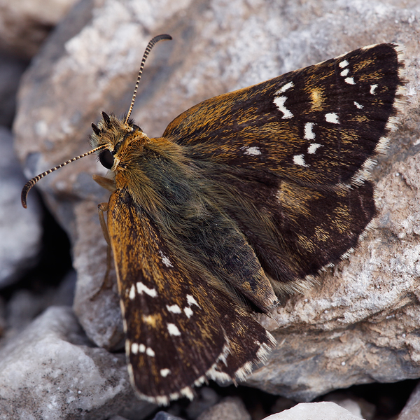 Pyrgus alveus (accretus)