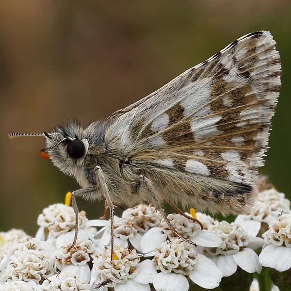 Pyrgus alveus (accretus)