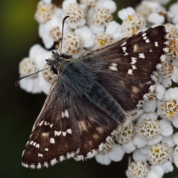 Pyrgus alveus (accretus)