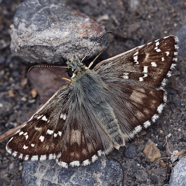 Pyrgus alveus (accretus)