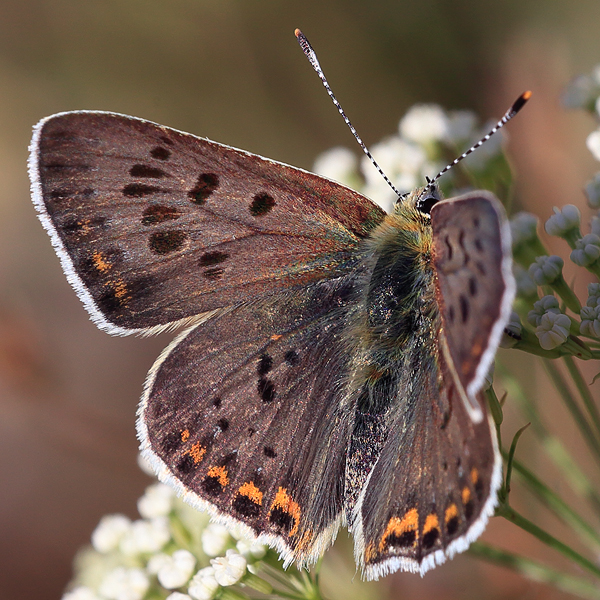 Lycaena tityrus