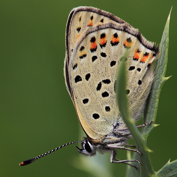 Lycaena tityrus