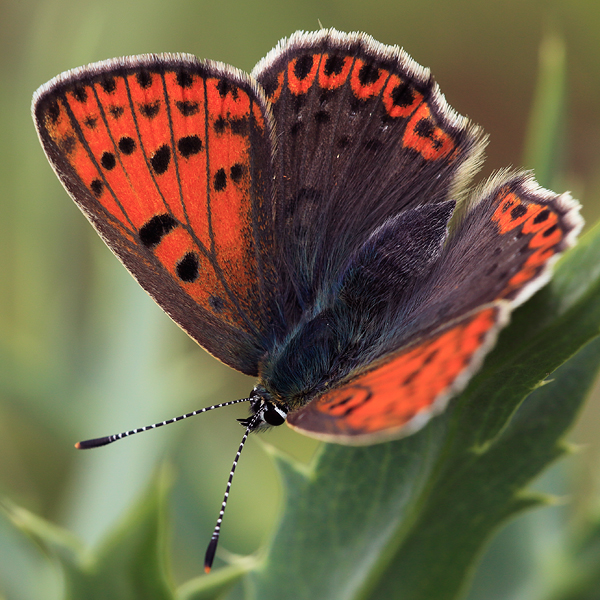 Lycaena tityrus