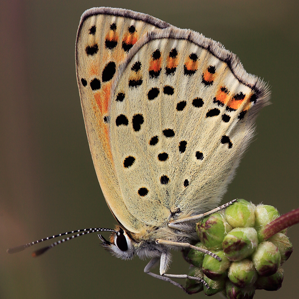 Lycaena tityrus