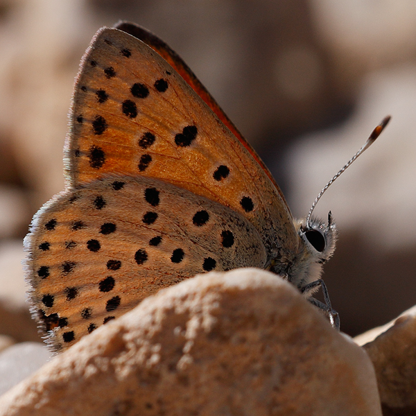 Lycaena ochimus