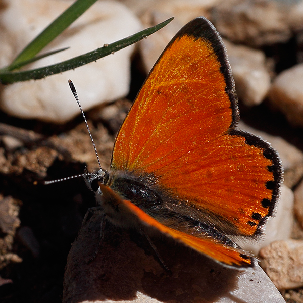 Lycaena ochimus