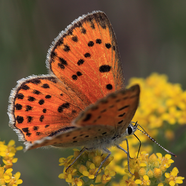 Lycaena ochimus