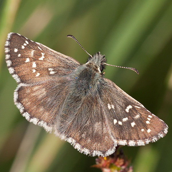 Pyrgus serratulae