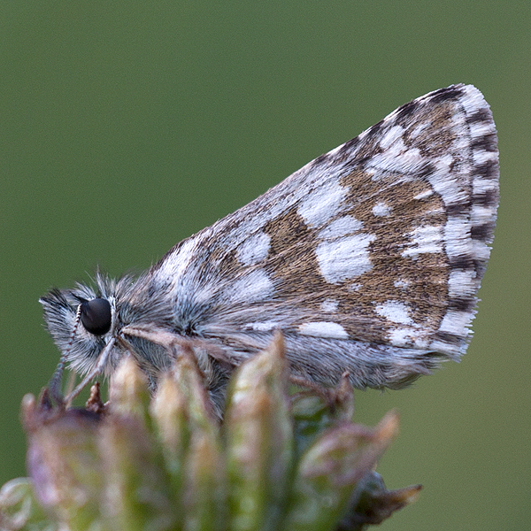 Pyrgus serratulae