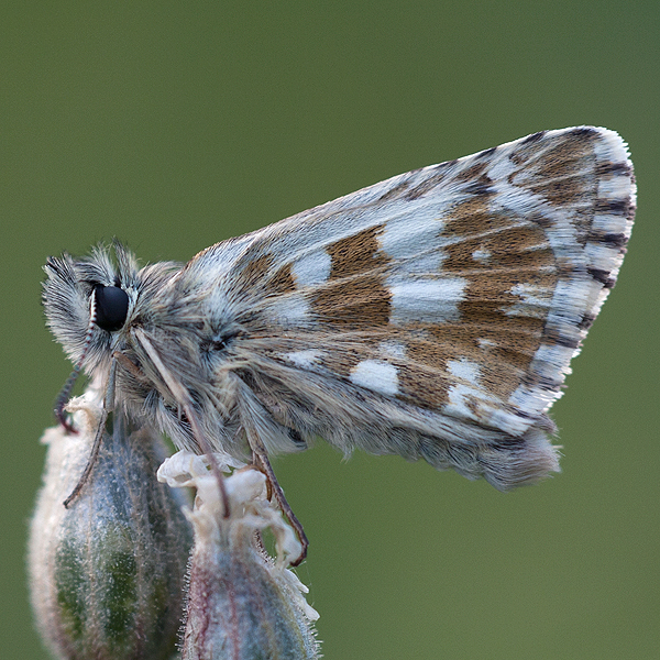 Pyrgus alveus