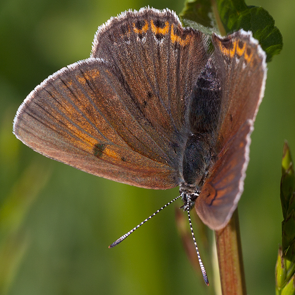 Lycaena hippothoe (eurydame)