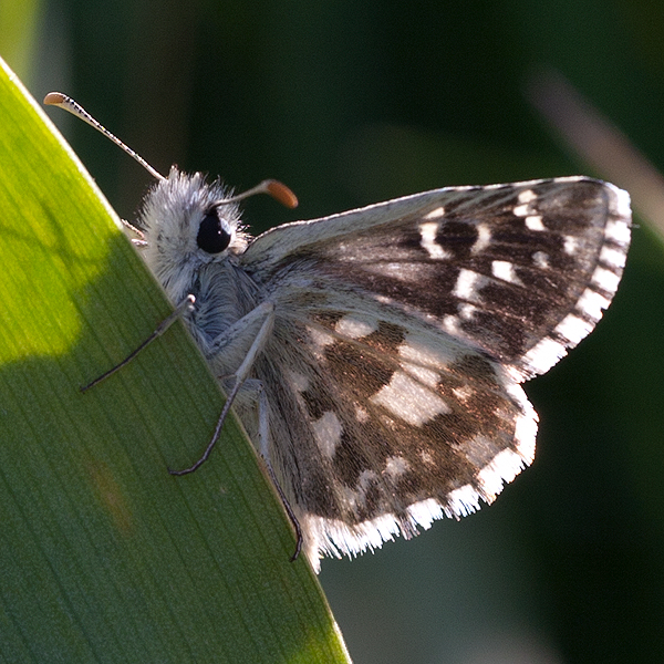 Pyrgus armoricanus