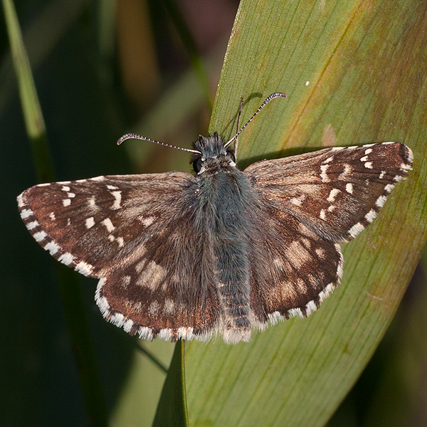 Pyrgus armoricanus