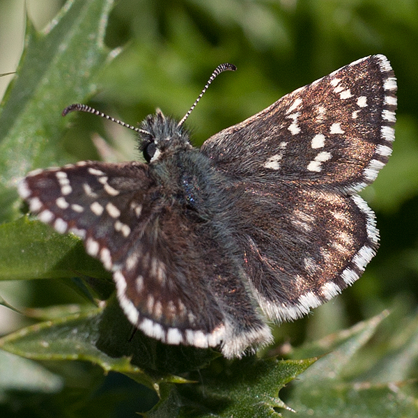 Pyrgus serratulae