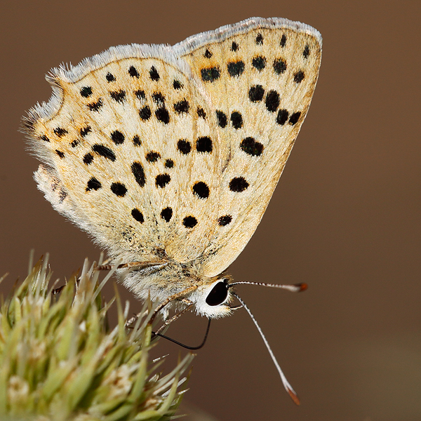 Lycaena bleusei