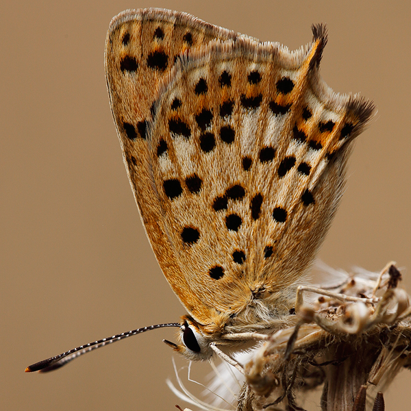 Lycaena bleusei