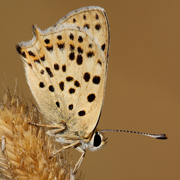 Lycaena bleusei