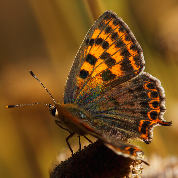 Lycaena bleusei