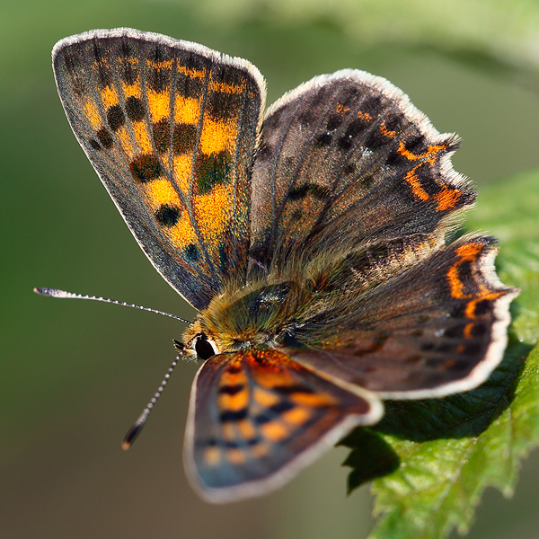 Lycaena bleusei