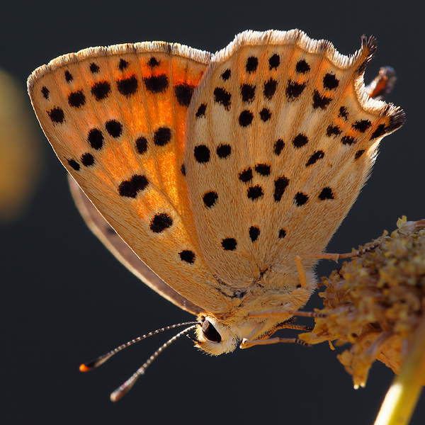 Lycaena bleusei