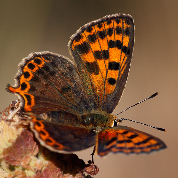 Lycaena bleusei