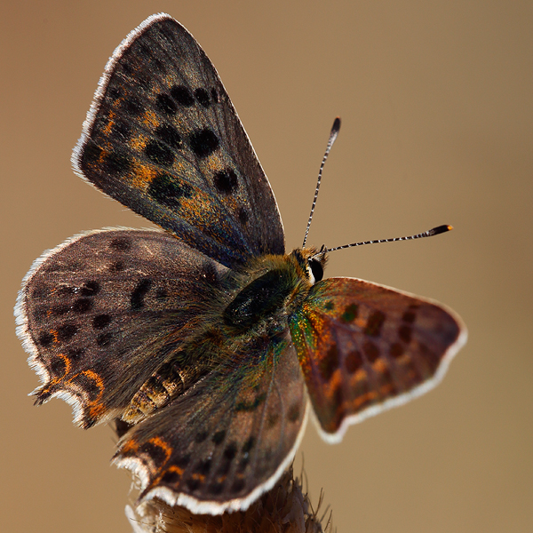 Lycaena bleusei