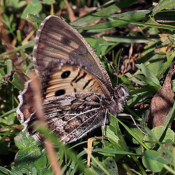 Pseudochazara geyeri