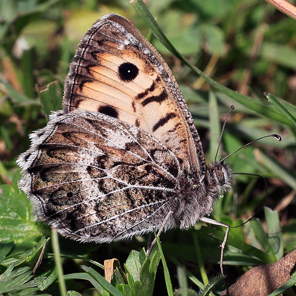 Pseudochazara geyeri