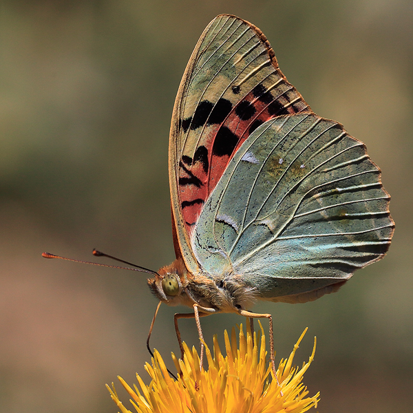 Argynnis pandora