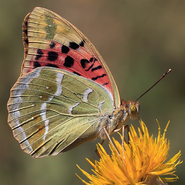 Argynnis pandora