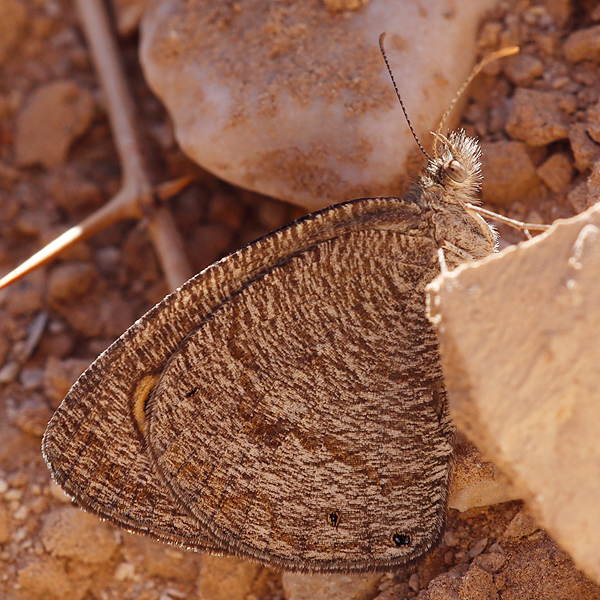 Ypthima asterope