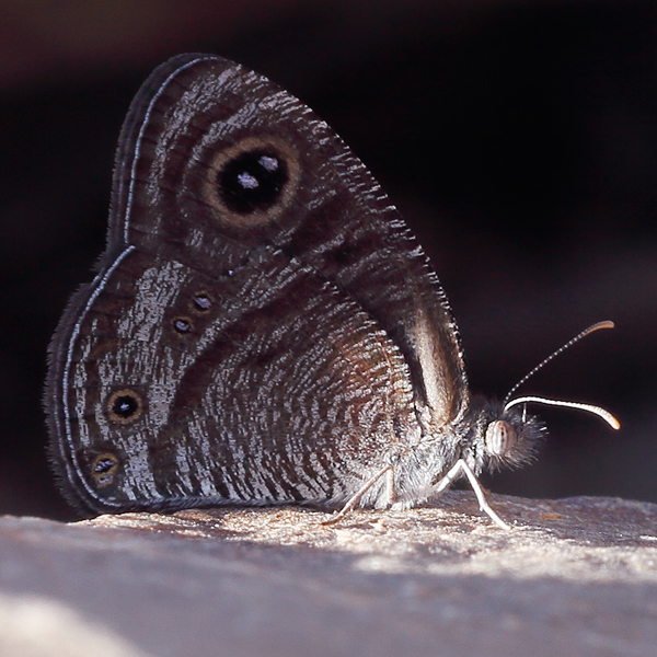 Ypthima bolanica