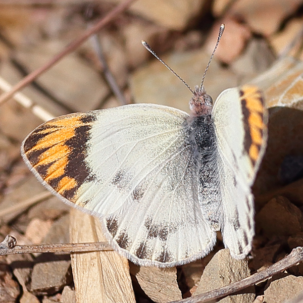 Colotis liagore