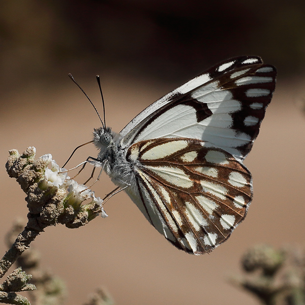 Anaphaeis aurota