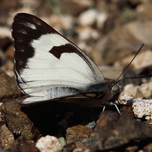 Anaphaeis aurota