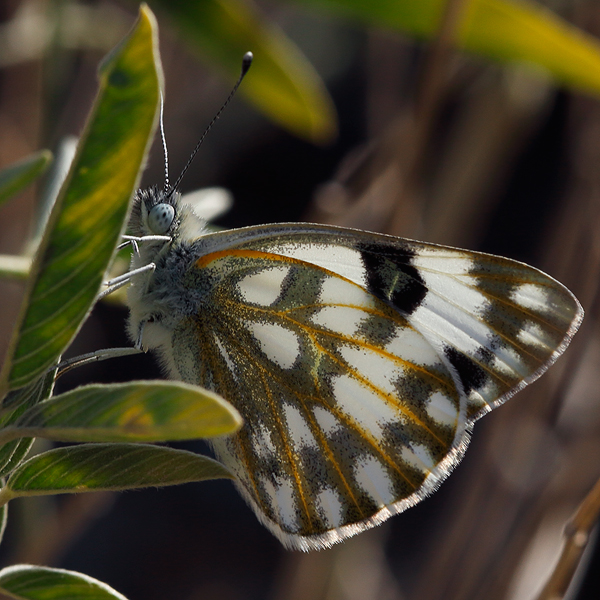 Pontia glauconome