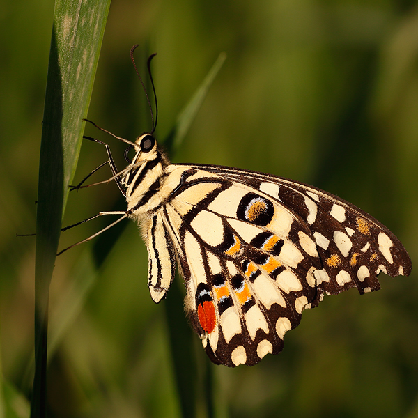 Papilio demoleus