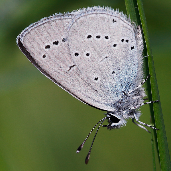 Cupido minimus