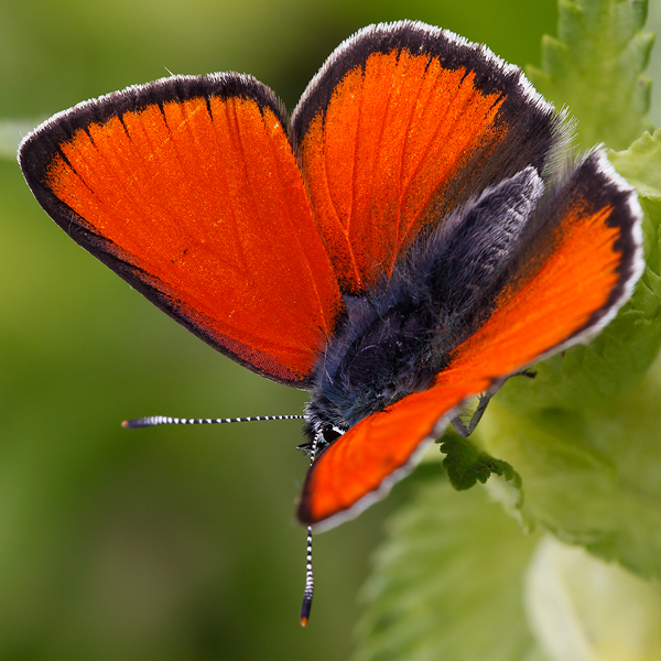 Lycaena hippothoe (eurydame)