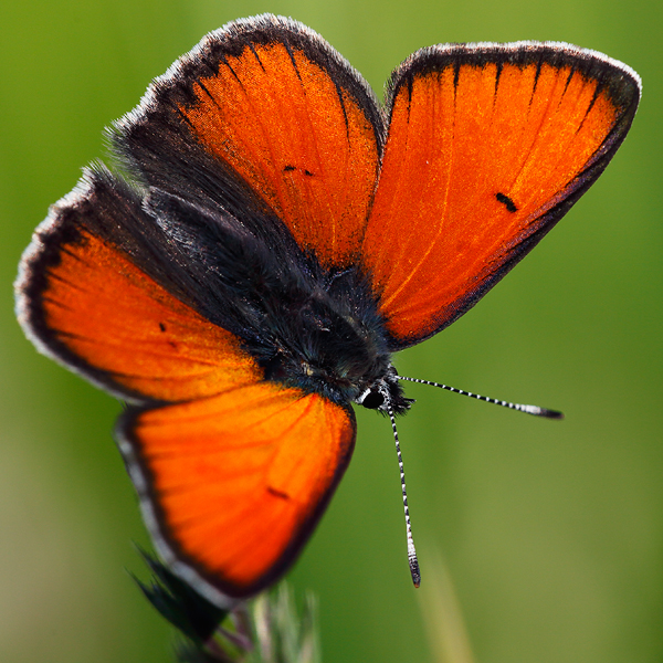 Lycaena hippothoe (eurydame)