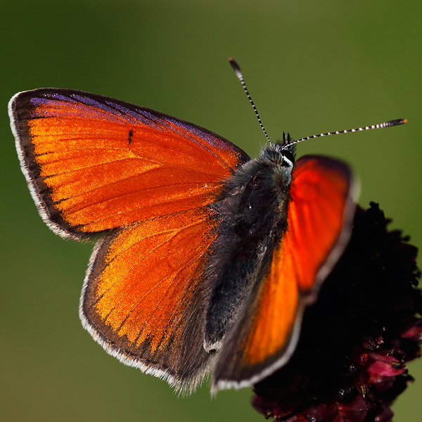 Lycaena hippothoe (eurydame)