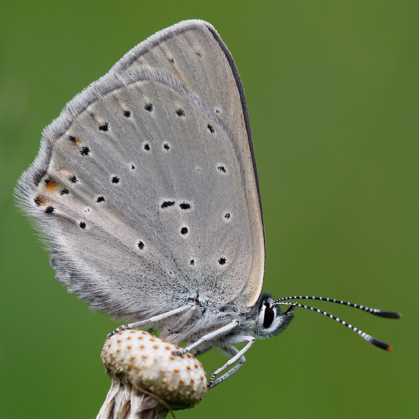 Lycaena hippothoe (eurydame)