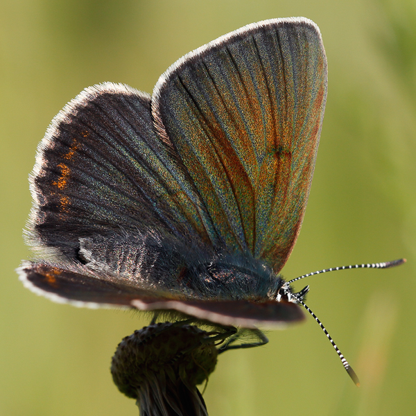 Lycaena hippothoe (eurydame)