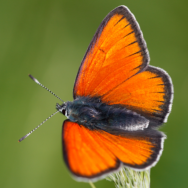 Lycaena hippothoe (eurydame)