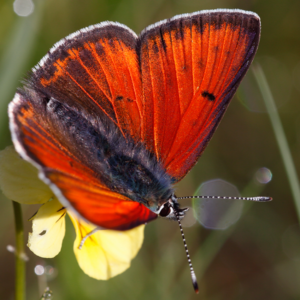 Lycaena hippothoe