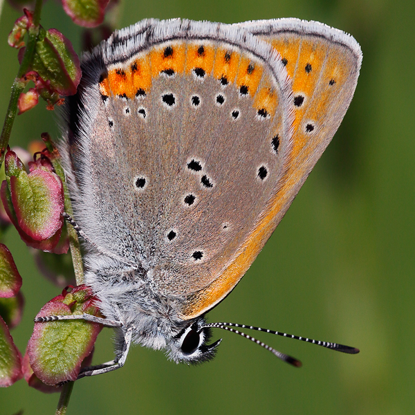 Lycaena hippothoe