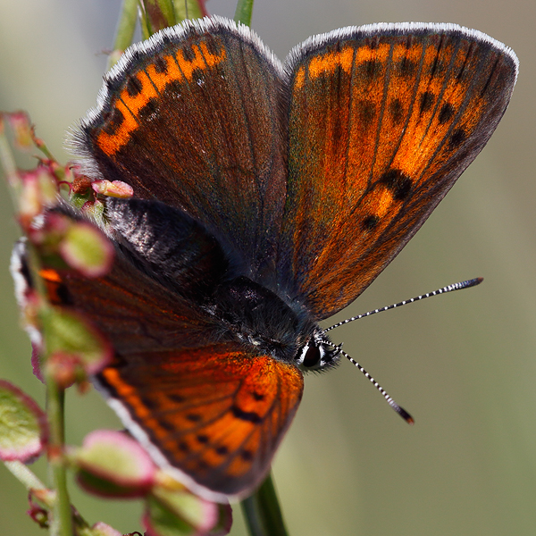 Lycaena hippothoe