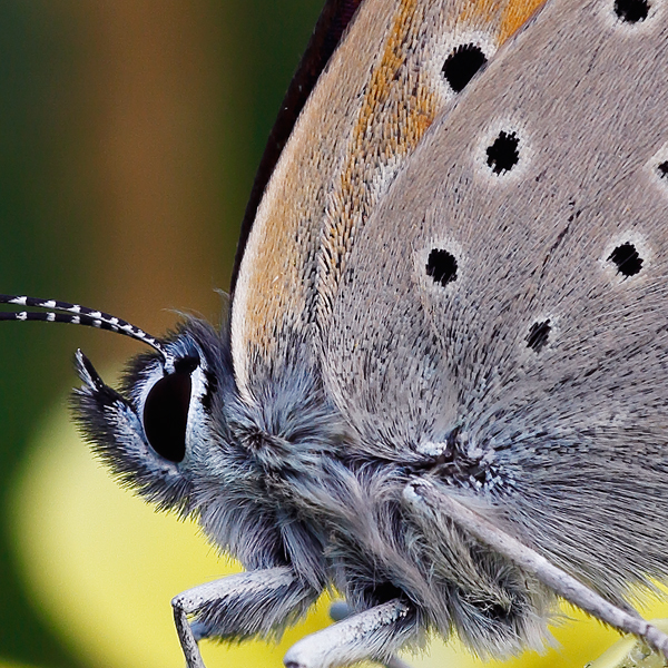 Lycaena hippothoe