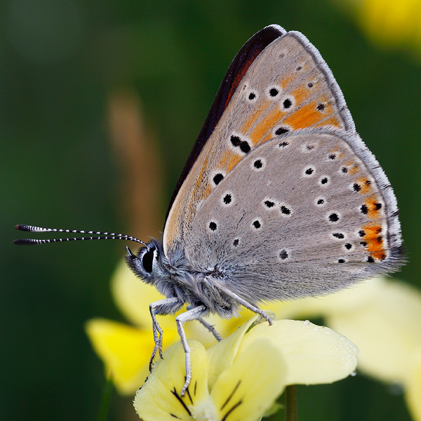 Lycaena hippothoe